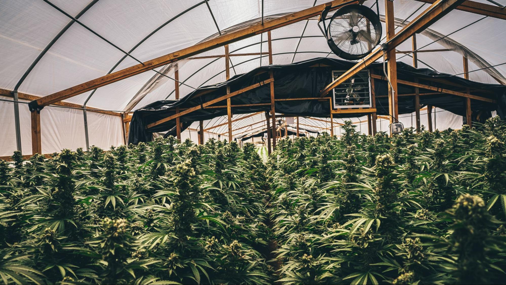 A Beginners Guide To Cannabigerol (CBG) Benefits - Cannadips®