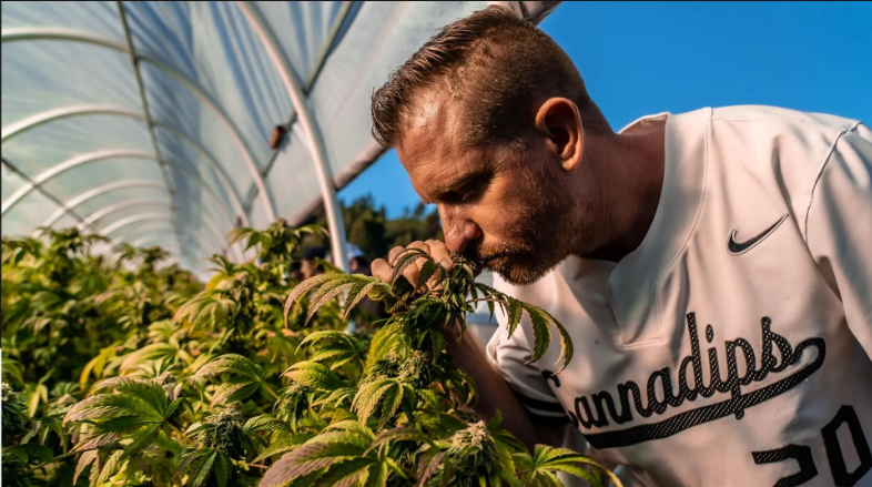 Zyn, But With Weed: The Pouch Craze Hits The Cannabis Industry