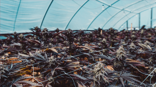 Know Your CBD Sources: Hemp vs Marijuana- What Gives? - Cannadips®