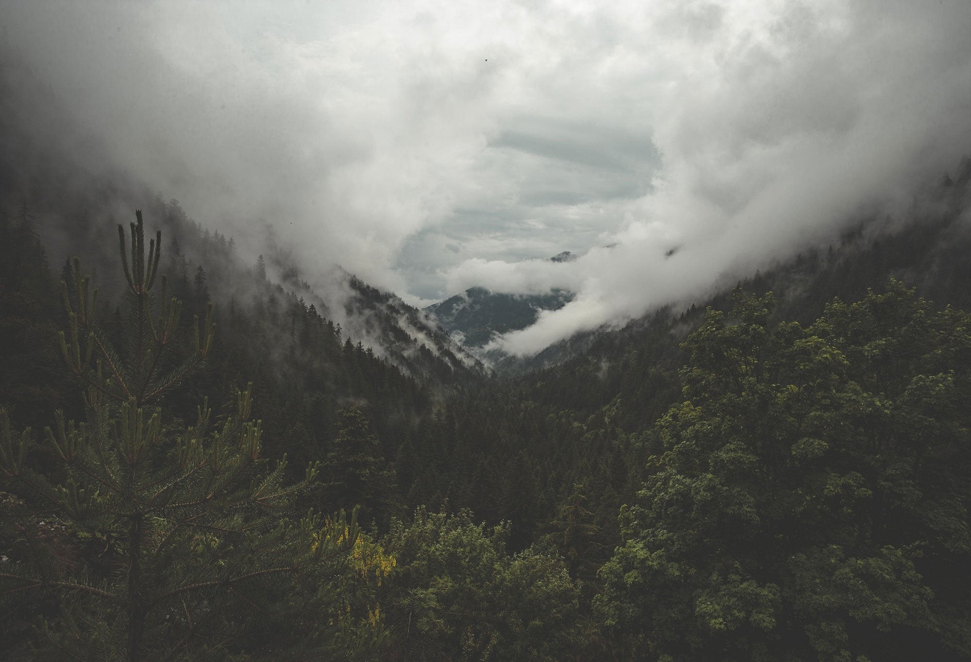 The History of Humboldt - Cannadips®